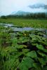 Lake, Hyacinth, water, mountains, wetlands, NNAV02P10_19.0931