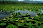 Lake, Hyacinth, water, mountains, wetlands, NNAV02P11_01.0931
