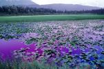 Lake, Hyacinth, Purple water, mountains, wetlands, NNAV02P11_03