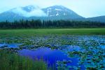 Lake, Hyacinth, water, mountains, wetlands, NNAV02P11_04.0931