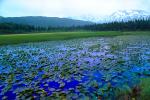 Lake, Hyacinth, water, mountains, wetlands, NNAV02P11_05.0931