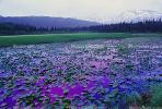 Lake, Hyacinth, water, mountains, wetlands, NNAV02P11_05