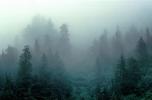 Fog, Trees, Resurrection Bay