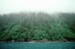 Fog, Trees, Resurrection Bay, NNAV02P12_01