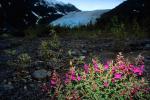 Fireweed, (Epilobium augustifolium), a.k.a. willow herb, Kenai Fjords National Park, NNAV02P14_09.0931