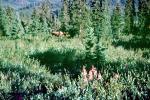 Moose, forest, Pine Trees, woodland, Denali National Park, NNAV03P15_19