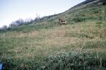 Buck, Deer, tundra, Denali National Park, NNAV04P01_01