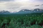 Forest, Trees, Mountains, Denali National Park, NNAV04P10_14