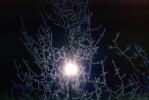 Ice, Sun, Tree, Cold, Chill, Chilled, Chilly, Cool, Frigid, Frosty, Frozen, Snowy, Winter, Wintry, NNIV01P02_14