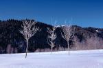 Ice, Tree, Cold, Chill, Chilled, Chilly, Cool, Frigid, Frosty, Frozen, Snowy, Winter, Wintry, NNIV01P02_15.0932