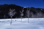 Ice, Tree, Cold, Chill, Chilled, Chilly, Frigid, Frosty, Frozen, Snowy, Winter, Wintry, NNIV01P02_16