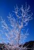 Ice, Tree, Cold, Chill, Chilled, Chilly, Frigid, Frosty, Frozen, Snowy, Winter, Wintry, NNIV01P02_17.0932