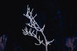 Twig, Ice, Tree, Cold, Chill, Chilled, Chilly, Cool, Frigid, Frosty, Frozen, Snowy, Winter, Wintry, NNIV01P02_18.0932