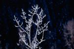 Ice, Tree, Cold, Chill, Chilled, Chilly, Frigid, Frosty, Frozen, Snowy, Winter, Wintry, Twig, NNIV01P02_19.0932