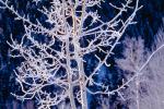 Ice, Tree, Cold, Chill, Chilled, Chilly, Cool, Frigid, Frosty, Frozen, Snowy, Winter, Wintry, NNIV01P03_02.0932