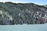 Ice, Trees, Cold, Frigid, Frosty, Frozen, Snowy, Winter, NNIV01P03_03