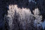 Ice, Trees, Cold, Frigid, Frosty, Frozen, Snowy, Winter, NNIV01P03_06.0932