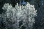 Ice Trees, Cold, Frigid, Frosty, Frozen, Snowy, Winter, NNIV01P03_07