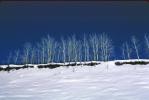 Ice Trees, Cold, Frigid, Frosty, Frozen, Snowy, Winter