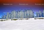 Ice Trees, Cold, Frigid, Frosty, Frozen, Snowy, Winter, NNIV01P03_08C