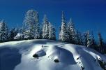 Forest, Snow, Trees, Cold, Frozen, Snowy, Winter, Wintry