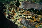 lava flow, formations, lichen