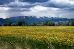 Bozeman, Mountains, yellow flowers