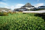 Flowers, Field, Glacier National Park, NNMV01P02_15