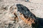 Rock, Lichen