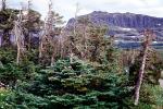 Trees, Glacier National Park, Mountain, NNMV01P03_11