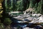Stream, Water, Rocks, Pine Trees, Glacier National Park, NNMV01P05_17