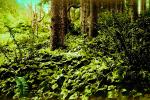 Forest, NNOPCD0654_063B