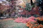 Fall Colors, Garden, trees, autumn