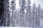 Snowy Trees, Ice, Cold, Forest, McKenzie Pass, NNOV03P06_01