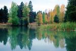 Fall Colors, Trees, Lake, Reeds, Reflection, Pond, autumn, water