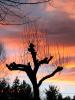 Sunset, bare tree silhouette, NNTD01_011