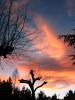 Sunset, bare tree silhouette, NNTD01_012