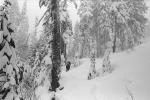 Forest in the Snow, woodlands, cold, trees, psyscape, NNTPCD0654_089