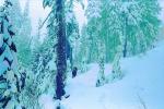 Forest in the Snow, woodlands, cold, trees