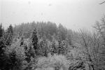 Forest in the Snow, woodlands, cold, trees, snowing, NNTPCD0654_092