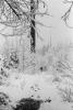 Cold frozen forest, woodlands, NNTPCD0654_111