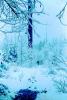 Cold frozen forest, woodlands, NNTPCD0654_111B