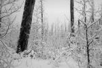 Cold frozen forest, woodlands, NNTPCD0654_114