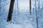 Cold frozen forest, woodlands, NNTPCD0654_114B