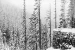 Snow covered Trees, forest, woodland, NNTPCD0655_002