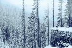 Snow covered Trees, forest, woodland, NNTPCD0655_002B