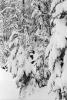 Snow covered Trees, forest, woodland, NNTPCD0655_003