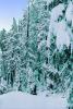 Snow covered Trees, forest, woodland, NNTPCD0655_004B