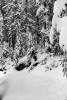 Snow covered Trees, forest, woodland, NNTPCD0655_005