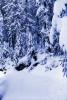 Snow covered Trees, forest, woodland, NNTPCD0655_005B